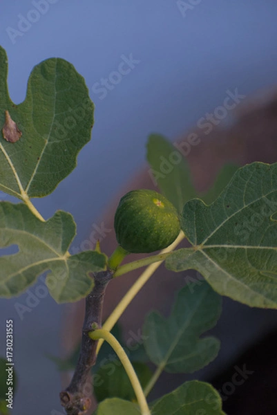 Fototapeta A close-up shot of a single, unripe green fig nestled among the large, lobed leaves on a fig tree branch against a soft, blurry background.