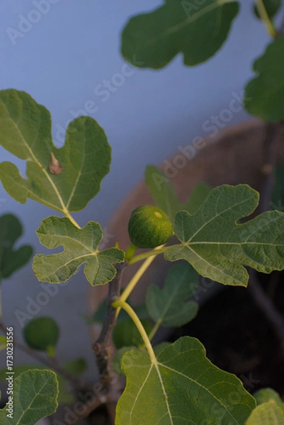 Fototapeta A close-up shot of a single, unripe green fig nestled among the large, lobed leaves on a fig tree branch against a soft, blurry background.