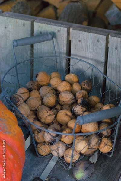 Fototapeta A close-up of a rustic wire basket overflowing with freshly harvested walnuts in the shell, set on a wooden surface with a large pumpkin visible.
