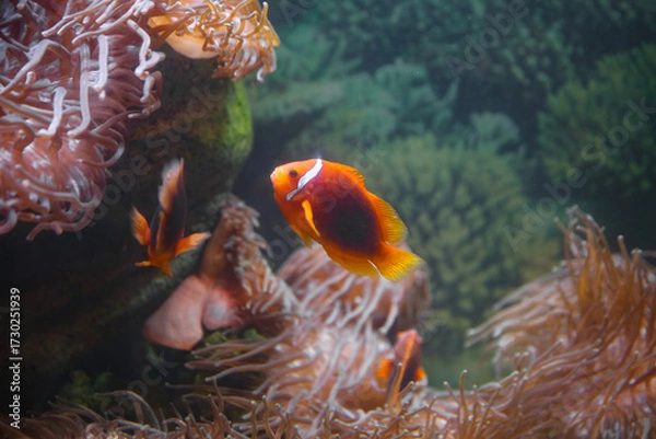 Fototapeta amphiprion fish or clownfish swim near anemones underwater