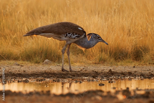 Fototapeta Kori Bustard - Ardeotis kori the largest flying bird native to Africa, order Otidiformes, big walking grey and brown ground-dwelling bird, found throughout southern Africa in Namibia savannah