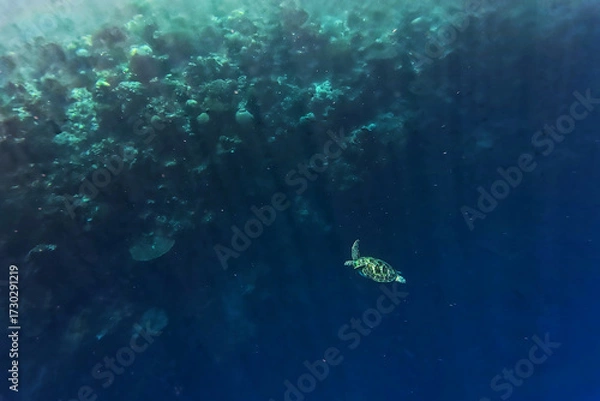 Fototapeta Green sea turtle Chelonia mydas also black (sea) turtle or Pacific green turtle, sea turtle in Cheloniidae. Adult huge turtles swimming under the water and feed on the coral reef in Indonesia