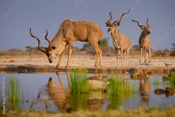 Fototapeta Greater Kudu - Tragelaphus strepsiceros woodland antelope found throughout eastern and southern Africa, narrow body with long legs, large horns with two and a half twists, drinking at waterhole