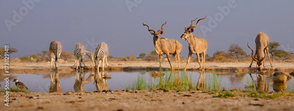 Fototapeta Greater Kudu - Tragelaphus strepsiceros woodland antelope found throughout eastern and southern Africa, narrow body with long legs, large horns with two and a half twists, drinking at waterhole