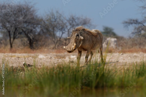 Fototapeta Common Warthog - Phacochoerus africanus  wild member of pig family Suidae found in grassland, savanna, and woodland, warthog pig in savannah in Africa drinking from namibian waterhole in Etosha
