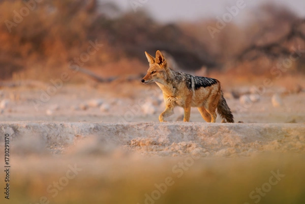 Fototapeta Black-backed Jackal - Canis mesomelas  or saddle-backed, grey, silver-backed, red, and golden jackal, canid native to two areas of Africa, very ancient species, walking in Etosha in Namibia