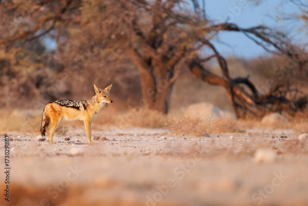 Fototapeta Black-backed Jackal - Canis mesomelas  or saddle-backed, grey, silver-backed, red, and golden jackal, canid native to two areas of Africa, very ancient species, walking in Etosha in Namibia