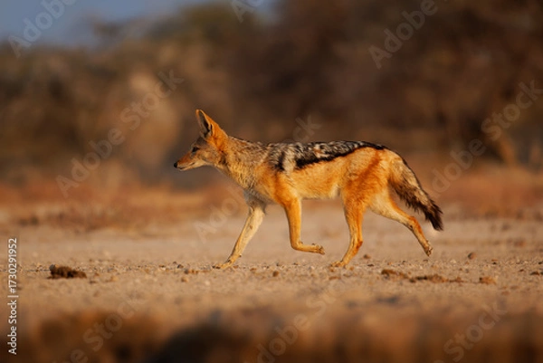 Fototapeta Black-backed Jackal - Canis mesomelas  or saddle-backed, grey, silver-backed, red, and golden jackal, canid native to two areas of Africa, very ancient species, walking in Etosha in Namibia