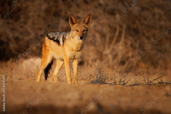 Fototapeta Black-backed Jackal - Canis mesomelas  or saddle-backed, grey, silver-backed, red, and golden jackal, canid native to two areas of Africa, very ancient species, walking in Etosha in Namibia