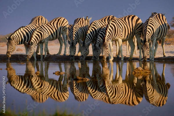 Fototapeta Plains Zebra - Equus quagga formerly Equus burchellii, also common zebra, most common and widespread species of zebra, black and white stripes in savannah, herd at waterhole drinking