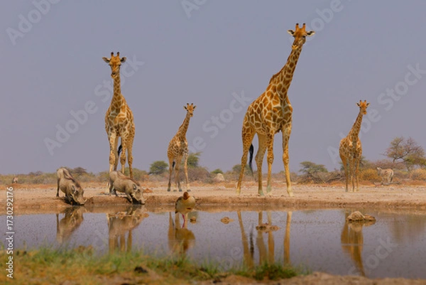 Fototapeta Angolan or Namibian or Smokey giraffe - Giraffa giraffa angolensis, formerly Giraffa camelopardalis angolensis, subspecies of Southern Giraffe found in Namibia, Zambia, Botswana, Zimbabwe and Angola