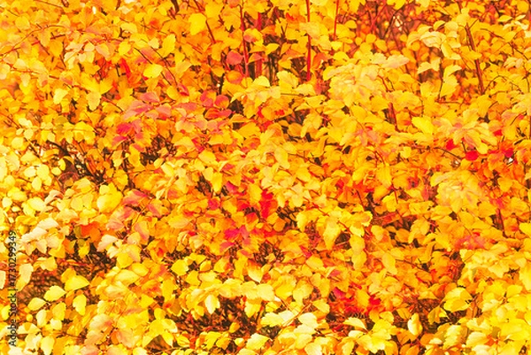 Fototapeta Colorful autumn leaves background. Yellow, red, and orange  leaves texture
