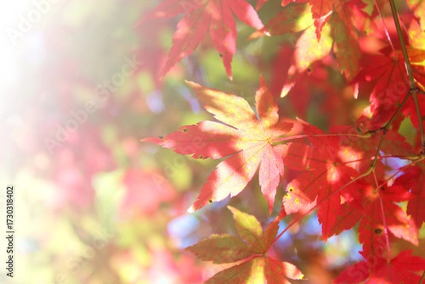 Obraz 紅葉のアップ 秋の風景 公園 日本 季節 鮮やか 白グラデ