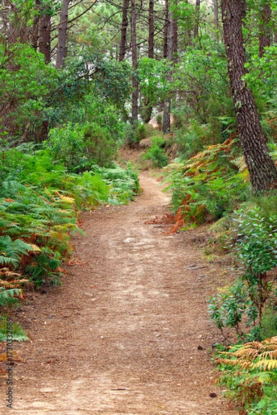 Obraz Dirt path through trees and vegetation in a forest