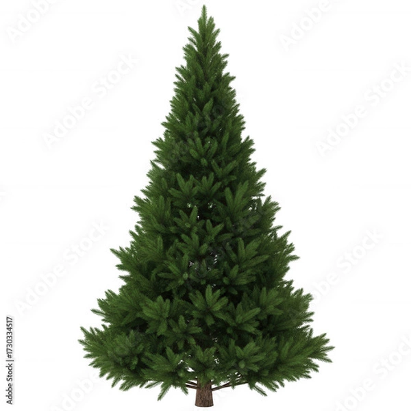 Fototapeta Lush green evergreen tree with dark background isolated on a transparent background foliage branches