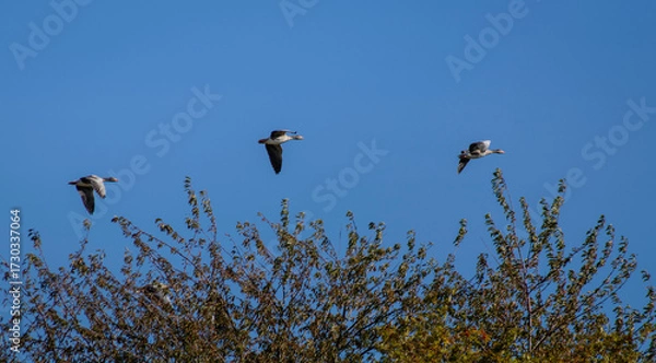 Obraz birds in flight