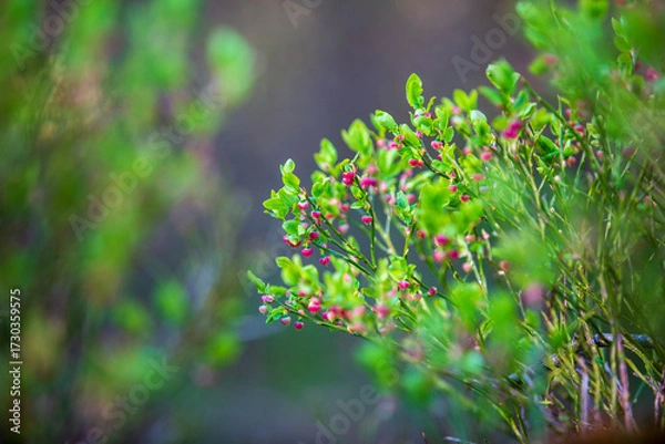 Obraz Flowering blueberry bushes