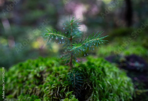 Fototapeta Tiny sapling with dew in forest