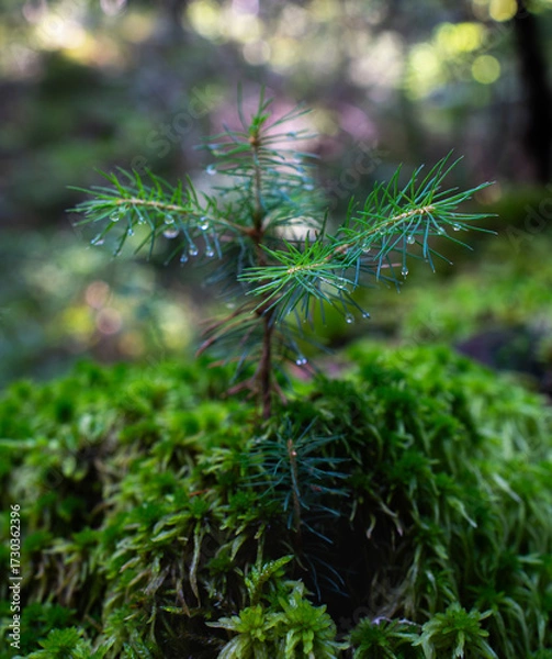Fototapeta Tiny sapling with dew in forest