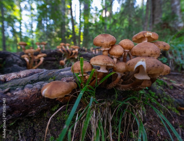 Fototapeta Honey agaric mushrooms cluster