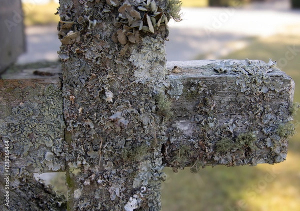 Obraz Lichen Covered Mailbox Crossbeam