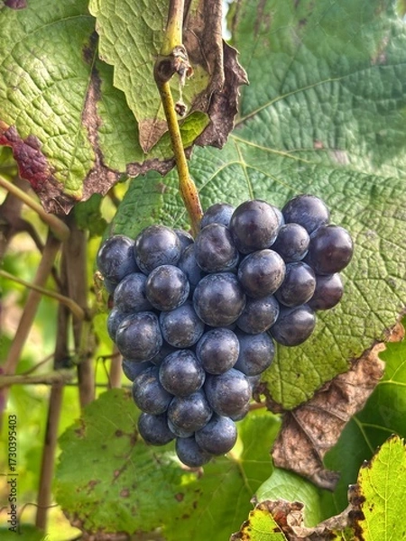 Obraz Grappe de raisin dans un vignoble Bourguignon 