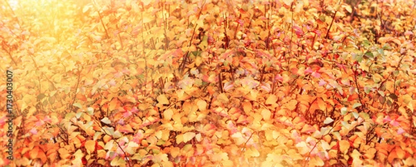 Fototapeta Colorful autumn leaves on the branches of bushes, beautiful autumn background