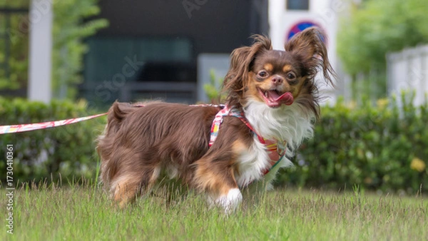 Fototapeta Playful long-haired Chihuahua on a colorful leash standing on grass, tongue out and ears perked, enjoying an outdoor walk with a joyful expression against a blurred background.