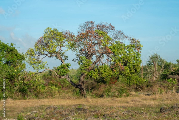 Obraz cashew tree