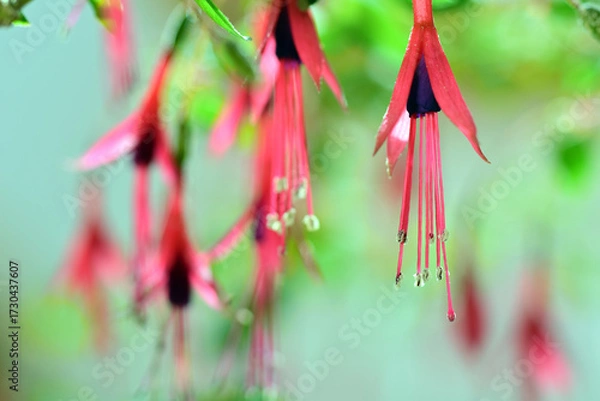 Fototapeta pink fuchsia flowers and shallow depth of field, blurbackground