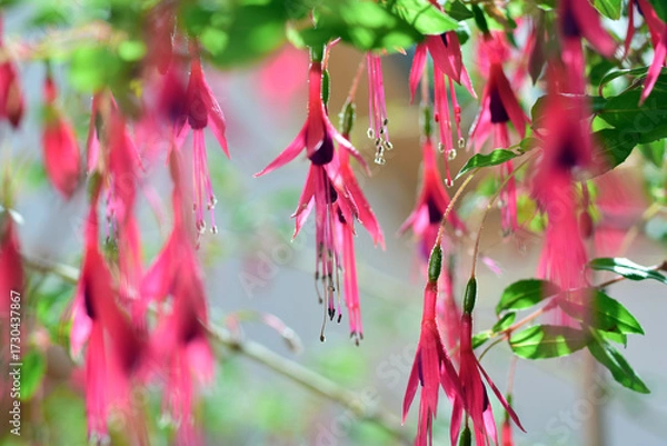 Fototapeta pink fuchsia flowers and shallow depth of field, blurbackground
