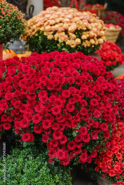 Fototapeta Vibrant red chrysanthemums bloom with green foliage in autumn garden display