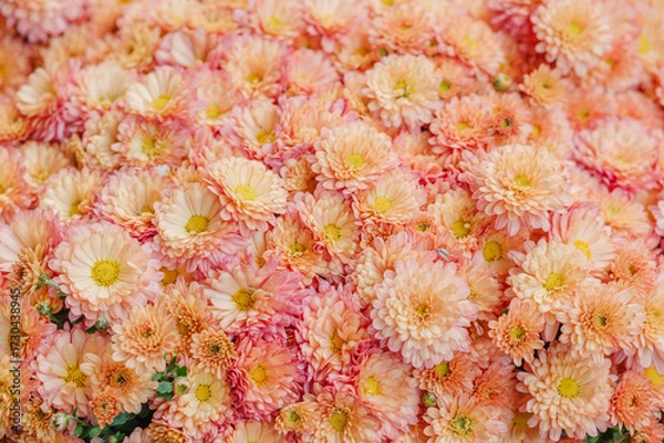 Fototapeta Cluster of bright pink and peach chrysanthemums blooming densely in soft light