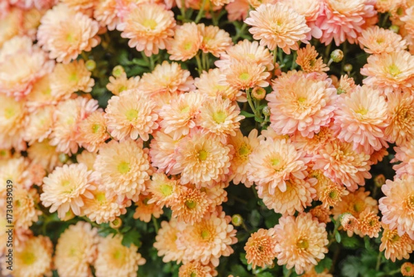 Fototapeta Close up of delicate peach chrysanthemums blooming with green leaves in soft light