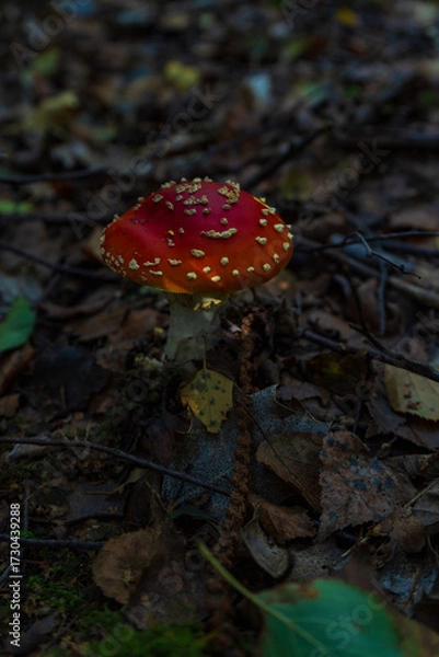 Fototapeta Fly agaric mushroom (Amanita muscaria) growing on a forest floor. It's one of the most recognisable fungi in the world.