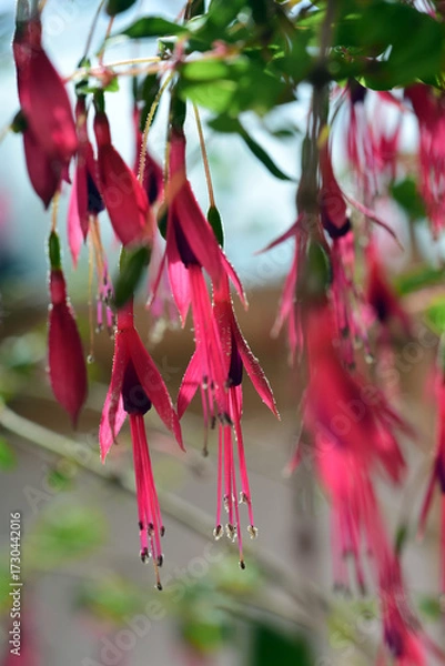 Fototapeta pink fuchsia flowers and shallow depth of field, blurbackground