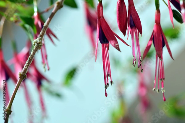 Fototapeta pink fuchsia flowers and shallow depth of field, blurbackground