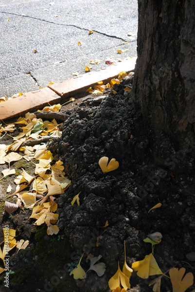 Obraz 日本、東京都、ハート形のイチョウの葉