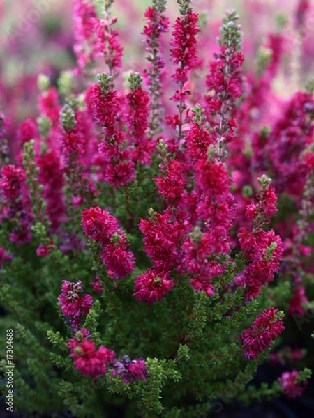 Obraz wrzos czerwony