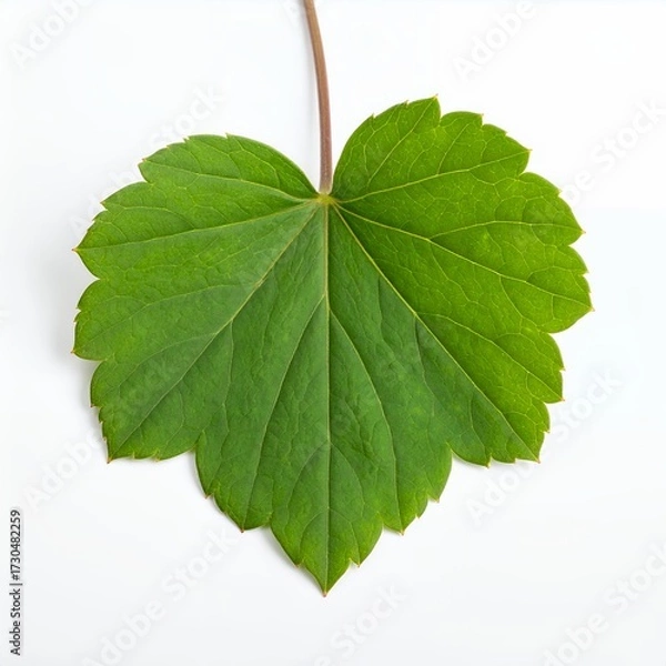 Fototapeta Isolated vibrant green leaf with intricate venation details on clean white backdrop