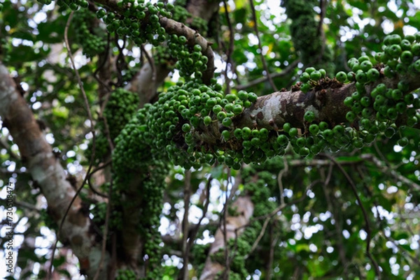 Fototapeta Cluster Fig