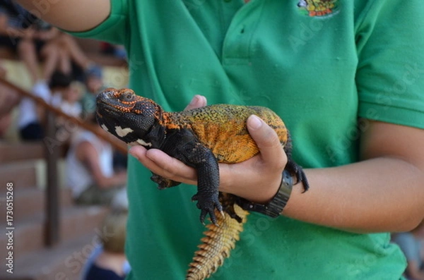 Obraz lizard in hand