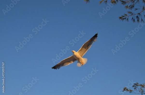 Obraz Seagull against the sky