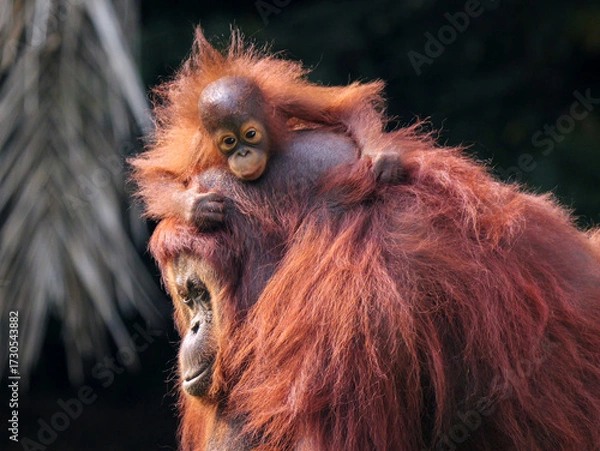 Obraz Baby Bornean Orang Utan hugging mother with affection and love while playing outdoor.
