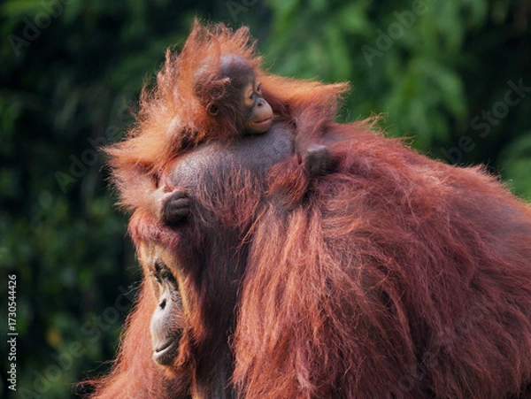 Obraz Baby Bornean Orang Utan hugging mother with affection and love while playing outdoor.