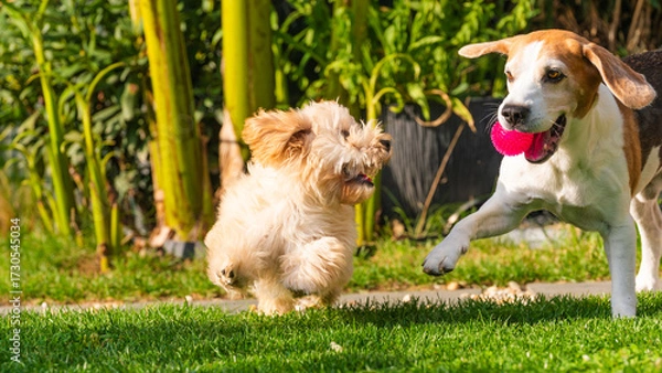 Fototapeta Two dogs running on the lawn: a Malipoo puppy chasing a Beagle with a pink toy.