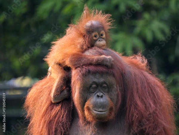 Obraz Baby Bornean Orang Utan hugging mother with affection and love while playing outdoor.