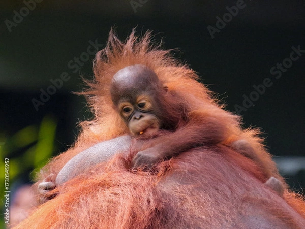 Obraz Baby Bornean Orang Utan hugging mother with affection and love while playing outdoor.