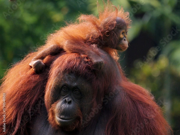 Obraz Baby Bornean Orang Utan hugging mother with affection and love while playing outdoor.