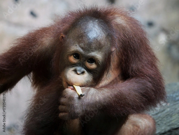 Obraz Baby Bornean Orang Utan Kalimantan enjoying meals and looking at camera. The Bornean orangutan, Pongo pygmaeus, is a species of orangutan native to the island of Borneo. 